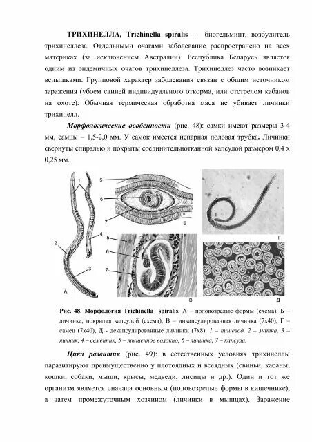 Трихинелла спиральная черви. Жизненный цикл трихины спиральной. Трихинелла латынь. Трихинеллез свиней трихинеллоскопия. Трихинелла спиралис морфология.