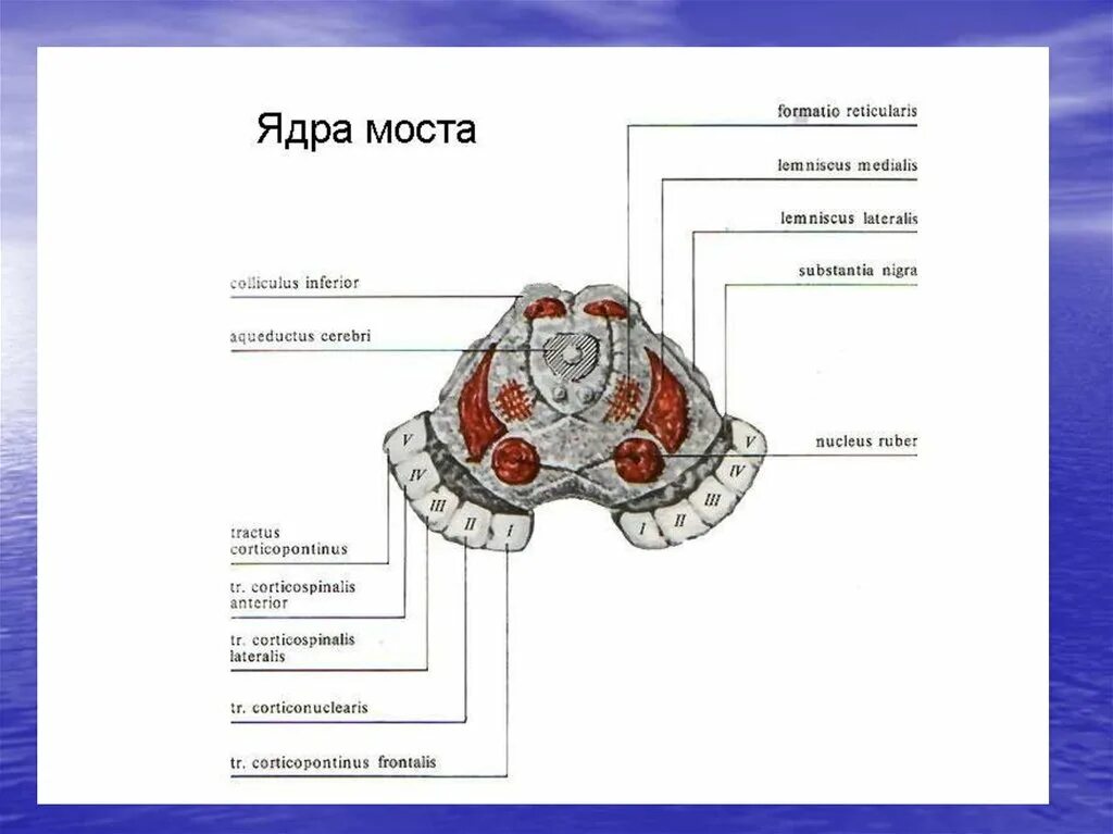 Строение моста на поперечном срезе. Поперечный срез варолиева моста ядра. Поперечный срез варолиева моста схема. Внутреннее строение варолиева моста.