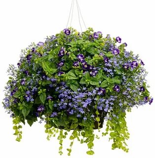 Цветы plant