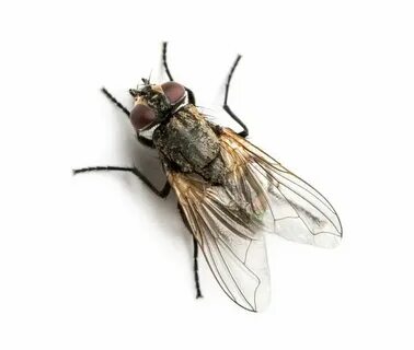 Fly but