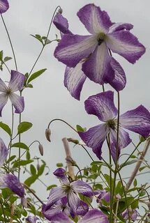 Клематис ай эм леди