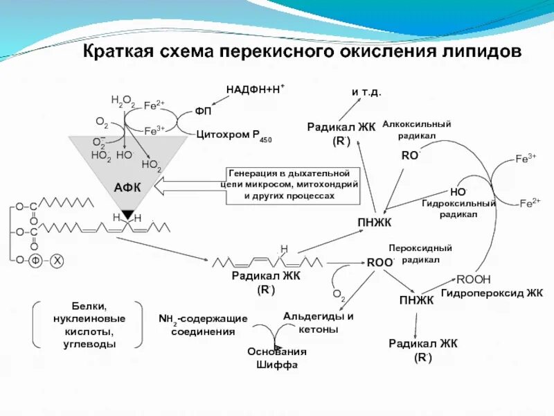 Какие соединения образуются при окислении. Схема реакций перекисного окисления липидов. Схема процесса биологического окисления. Схема этапов биологического окисления липидов. Активные формы кислорода биохимия микросомального окисления.