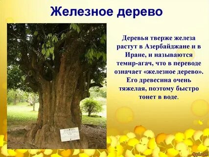 Железное дерево это