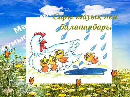 Тақсыр балапан қатты фото