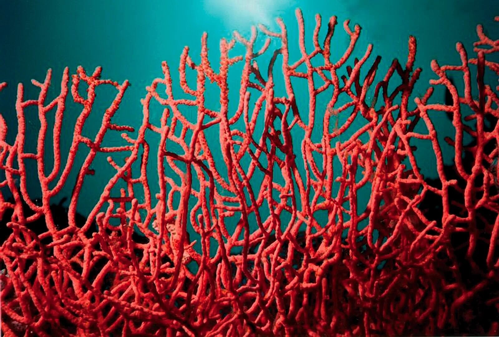 Leiopathes коралл. Водоросли и кораллы. Красный коралл. Ветвистые кораллы.
