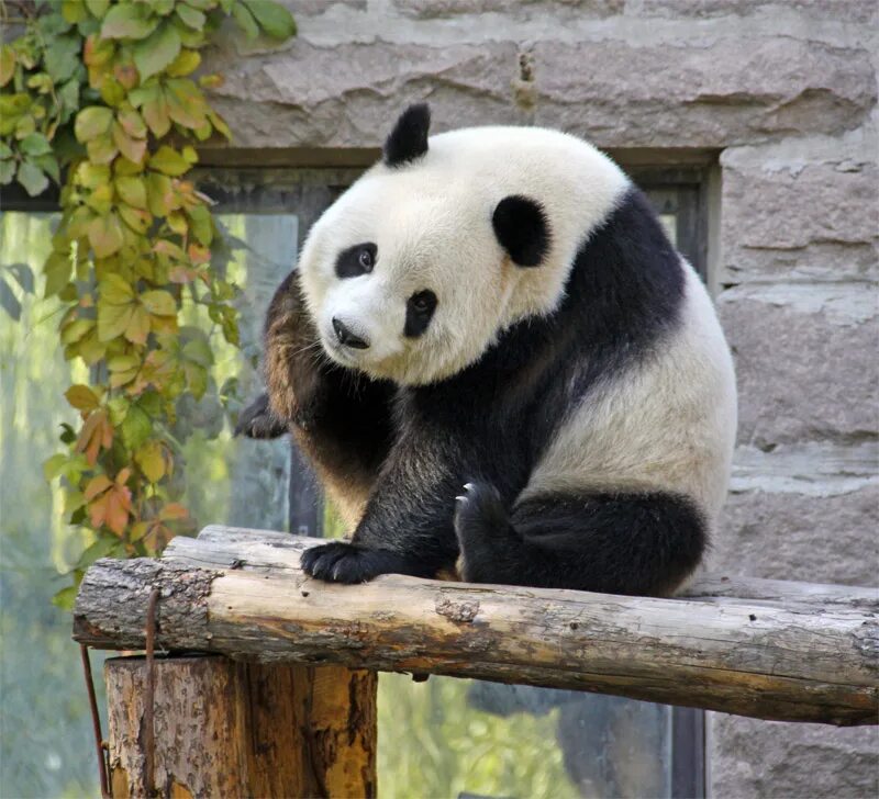 Панда живет в зоопарке. Панда в Пекинском зоопарке. Пекинский зоопарк дом панды. Ижевский зоопарк Панда. Зоопарк в Пекине.