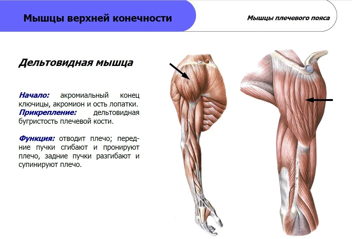 Передние пучки дельтовидных. Задняя Дельта анатомия функции. Функции Пучков дельтовидной мышцы. Крепление дельтовидной мышцы. Задняя дельтовидная мышца функции.