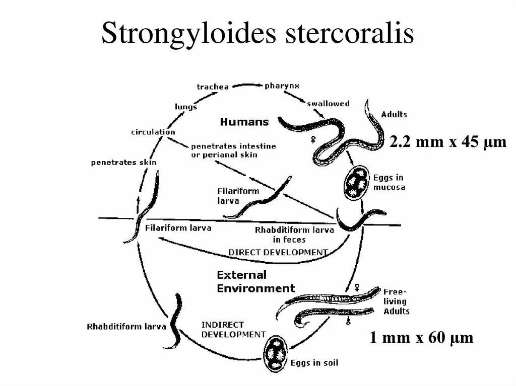 Strongyloides stercoralis жизненный цикл схема. Цикл развития угрицы кишечной. Жизненный цикл пиявки схема. Угрица кишечная строение.