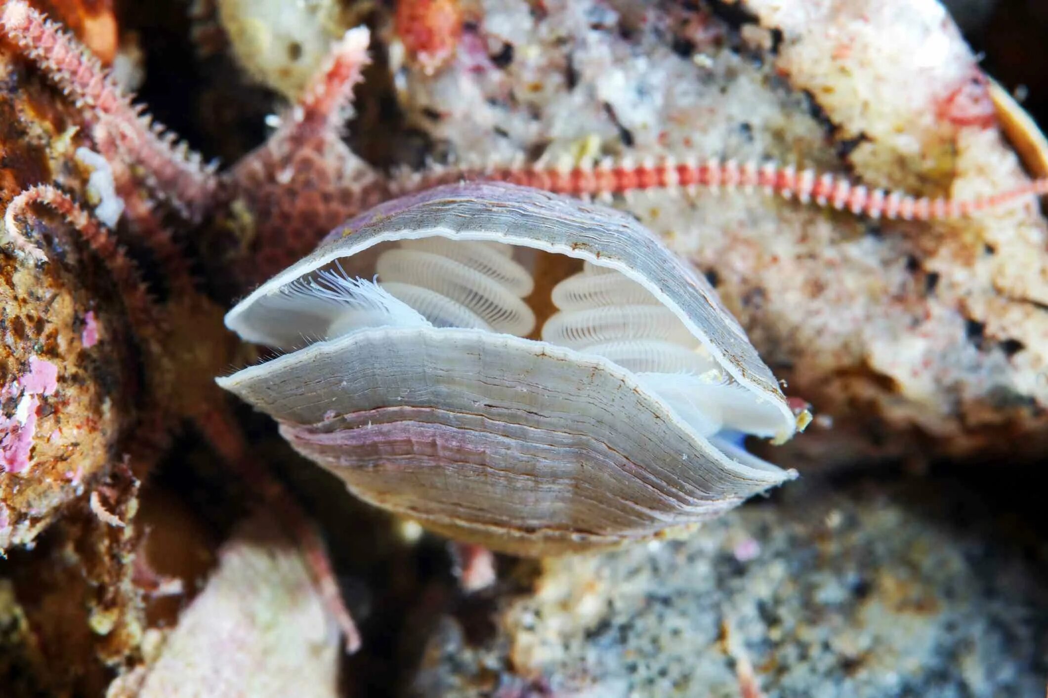 Плеченогие моллюски. Моллюски брахиоподы. Брахиоподы кембрия. Брахиопода Rhynchonella.