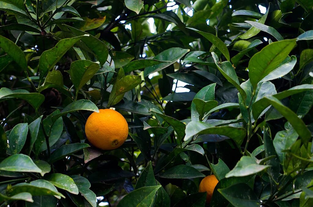 Фитофтороз цитрусовых лимона. Листья апельсина. Мандарин ивасаки. Мандарины с листом. Листья апельсинового дерева.