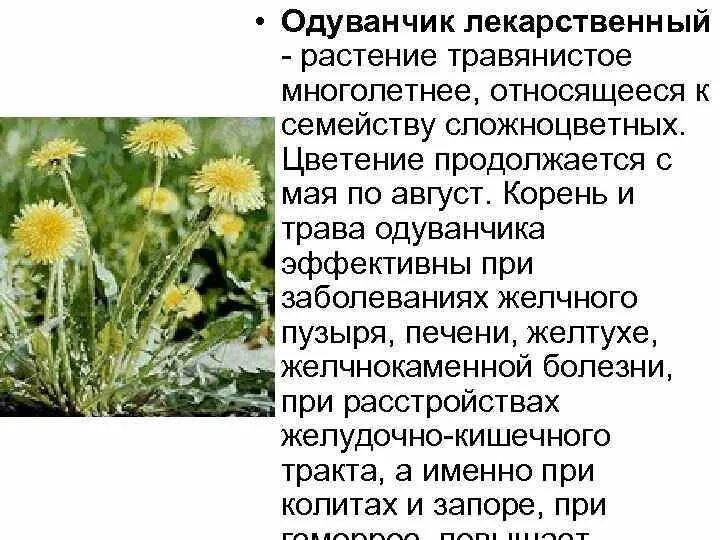 Как используется одуванчик. Одуванчик полевой лекарственный. семейство сложноцветные одуванчик лекарственный. одуванчик полевой лекарственный представитель семейства. одуванчик лекарственный характеристика описание.