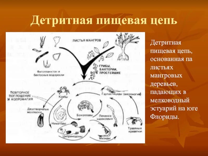 Приведите примеры детритных пищевых цепей. Детритный Тип питания. Детритная трофическая сеть. Детритная цепочка питания. Детритная цепь питания.