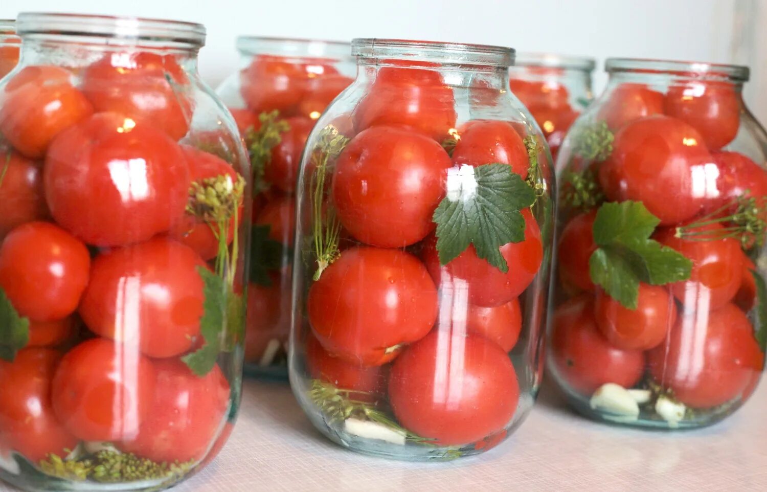 Томат подсинеевский ранний. Сорта томатов для консервирования. Томат альгамбра f1. Помидоры для засолки лучшие сорта. Томат аргентинское чудо.