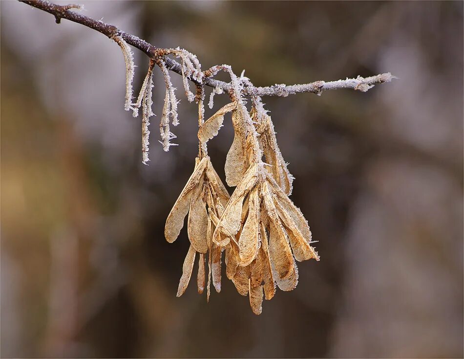 семена американского клена. плоды дерева клен. клен семена вертолетики. клен остролистный семена.