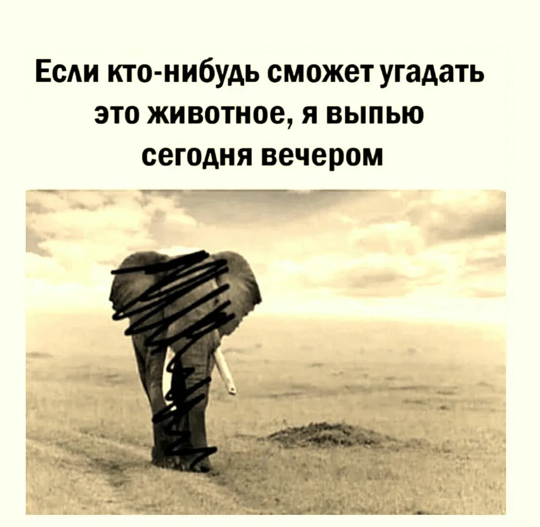 Что нибудь сможешь. Если кто нибудь угадает что это за животное то я выпью сегодня вечером. если угадаете какое животное я выпью. если кто-нибудь угадает что это за животное то я выпью сегодня.