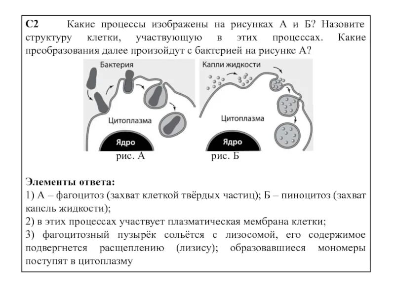 Структура клетки участвующая в фагоцитозе. Фагоцитоз и пиноцитоз ЕГЭ биология. Клетка фагоцитоз пиноцитоз ЕГЭ. Фагоцитоз схема ЕГЭ. Изображенная на рисунке структура участвует