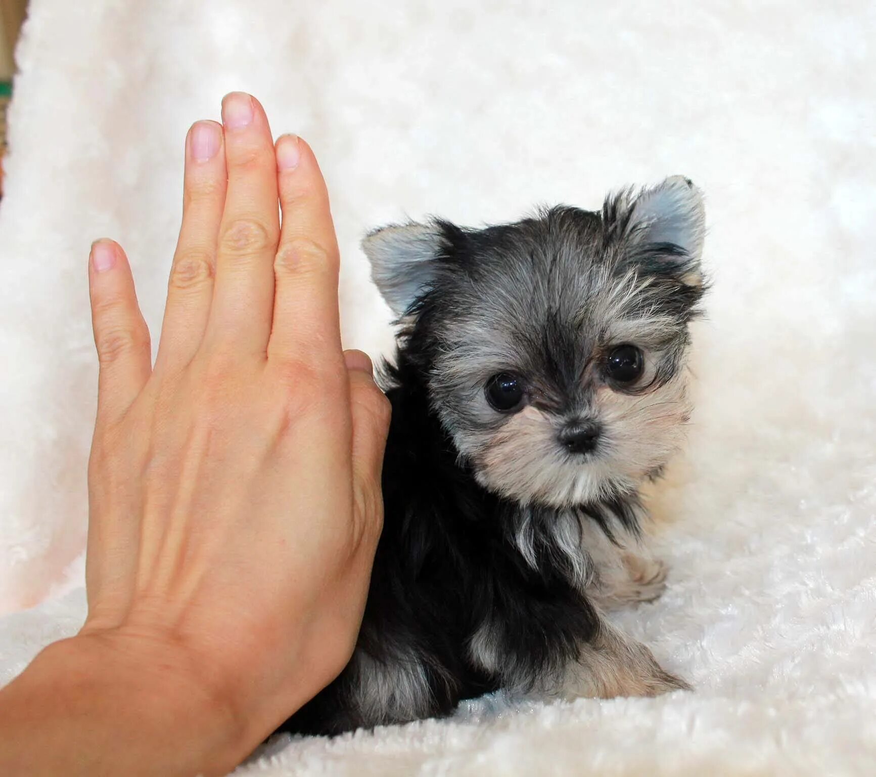Название породы самой маленькой собаки. Микро Паппи порода собак. Micro Morkie Puppy. Карманные собачки породы. Миниатюрные собачки.