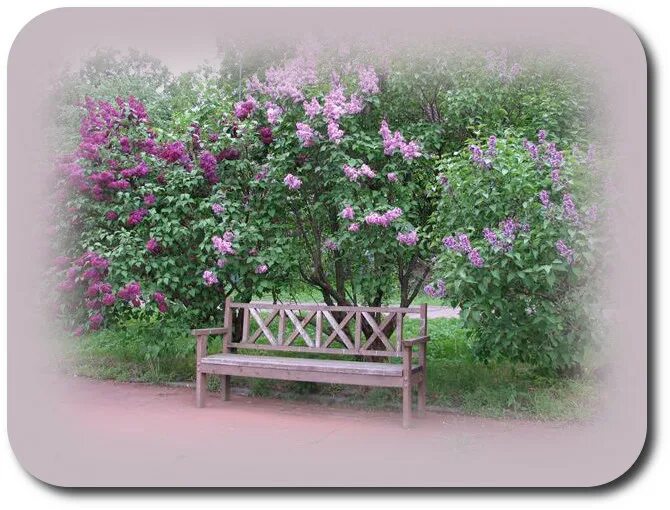 Сирень венгерская живая изгородь. Скамейка под яблоней в саду. Лавочка под сиренью. Фиолетовый сад. Скамейка под сиренью.