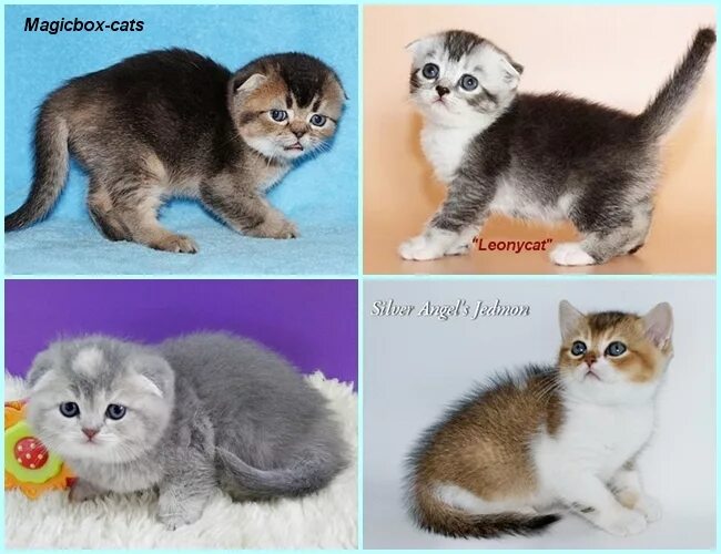 Хайленд фолд кошка. Типы окраса шотландских кошек табби. Название окрасов шотландских. Окраски шотландских котят. Окрасы шотландских котят с названиями.