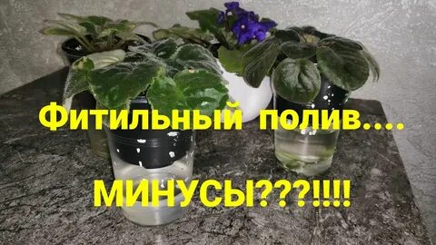 Спатифиллум на фитиле
