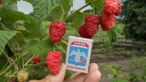 Малина садовод отзывы