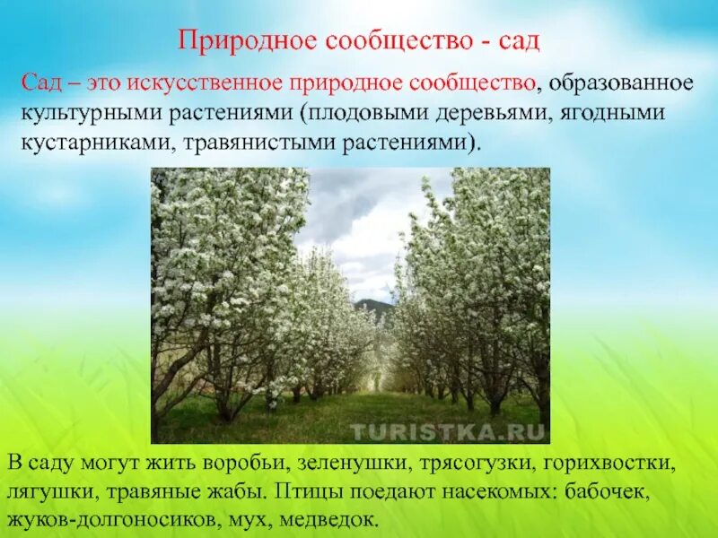 Природные сообщества 5 класс биология сообщение. Природное сообщество сад. Рассказ о природном сообществе сад. Сад для презентации. Искусственное природное сообщество парк.