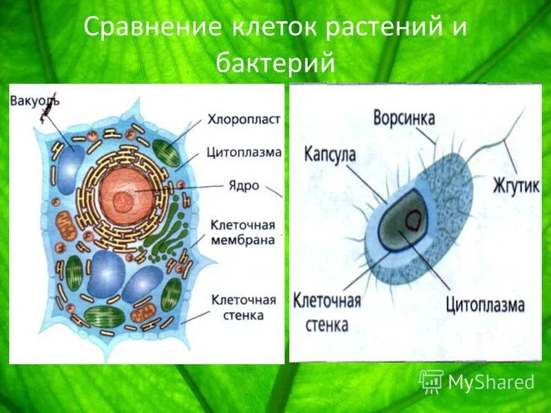 Сравнить растительную животную и бактериальную клетки. Сравнить растительную животную и бактериальную клетки