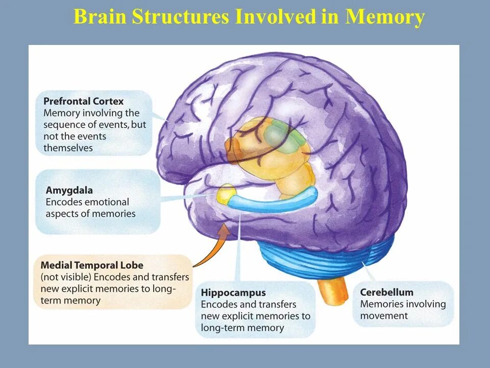 Мозг память. Кортекс мозг. Память в головном мозге. Memory of Humans Brains.