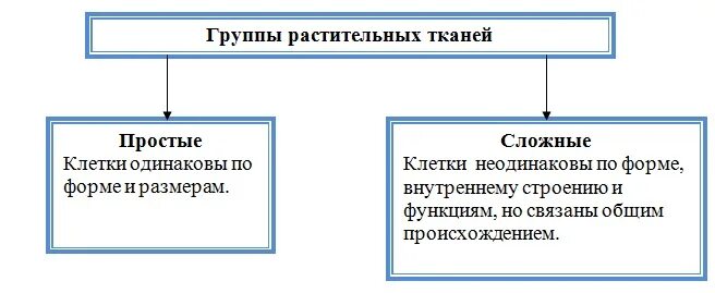 Основные типы тканей многоклеточных растений