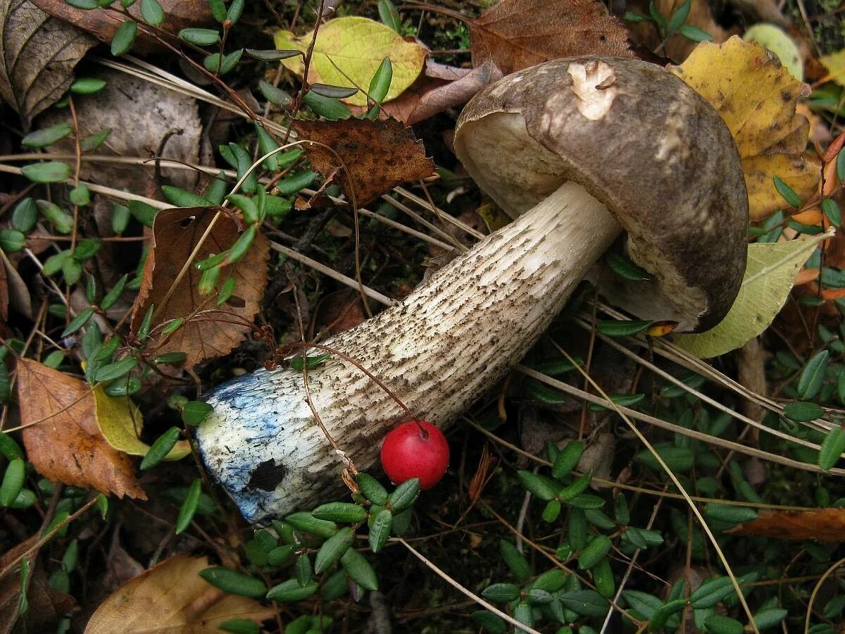 Подберезовик трубчатый гриб. Leccinum variicolor. Обабок розовеющий. Березовик (подберезовик) розовеющий.