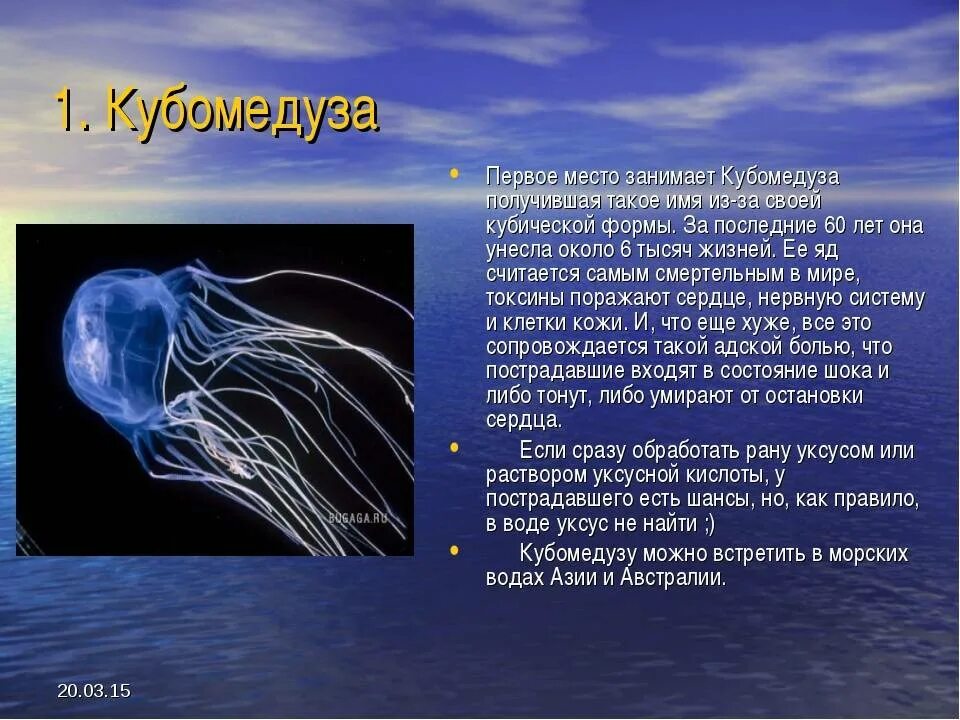 Медуза является преобладающей жизненной формой. Морская оса самая ядовитая медуза. куба медуза морская оса. информация о медузах. доклад о медузах.
