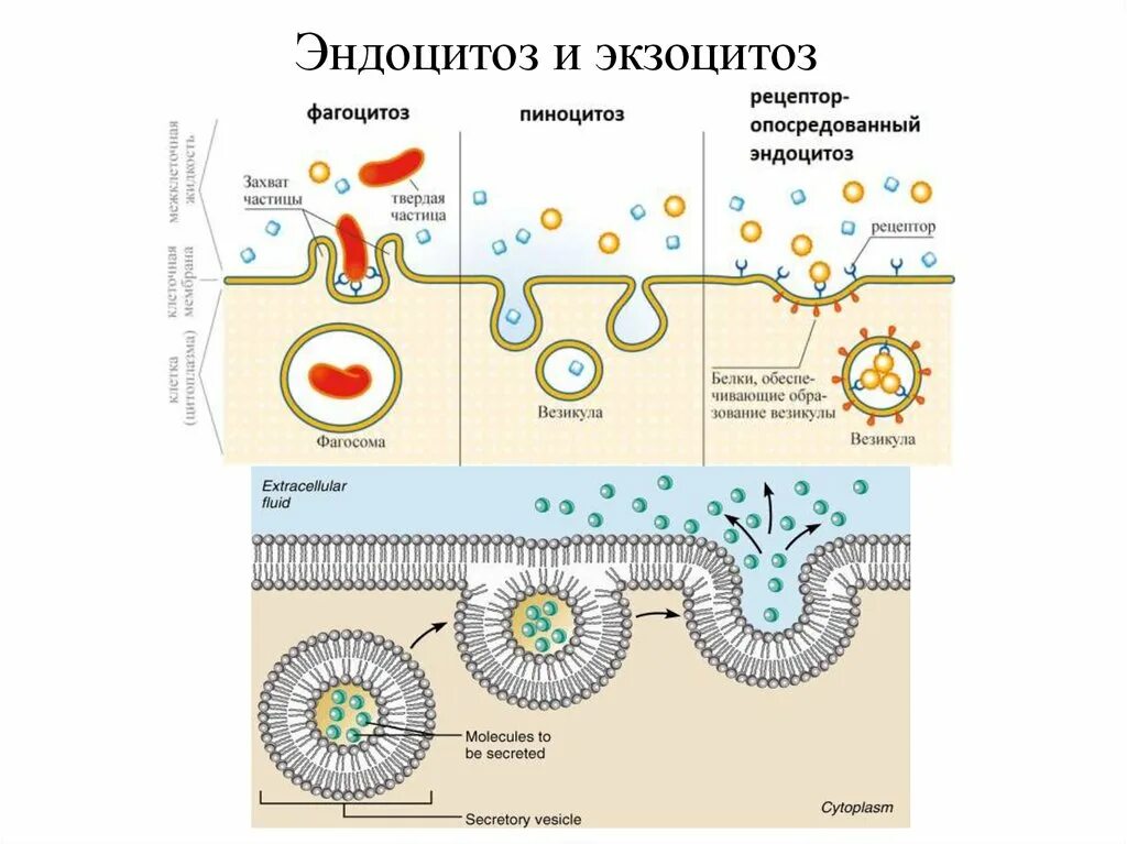 Трансцитоз эндоцитоз экзоцитоз. Фагоцитоз пиноцитоз экзоцитоз. Схема эндоцитоза и экзоцитоза. Эндоцитоз этапы фагоцитоза пиноцитоз.