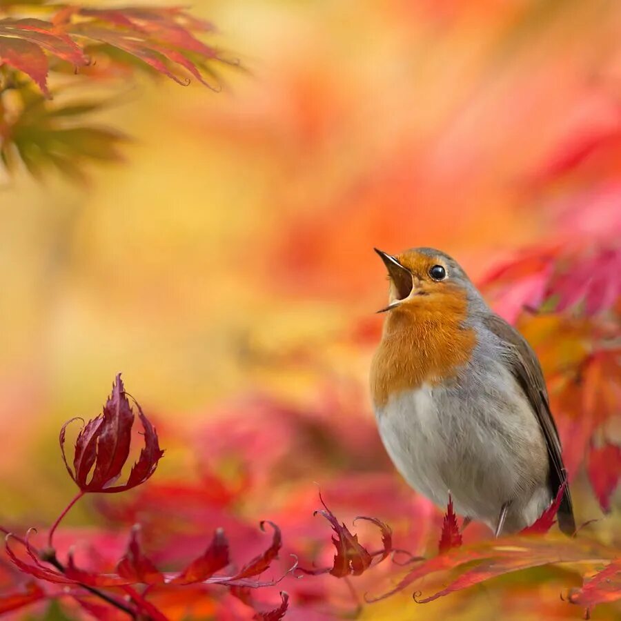 Autumn birds. Осенние птицы. Осень птицы. Птицы осенью. Красивые осенние птицы.