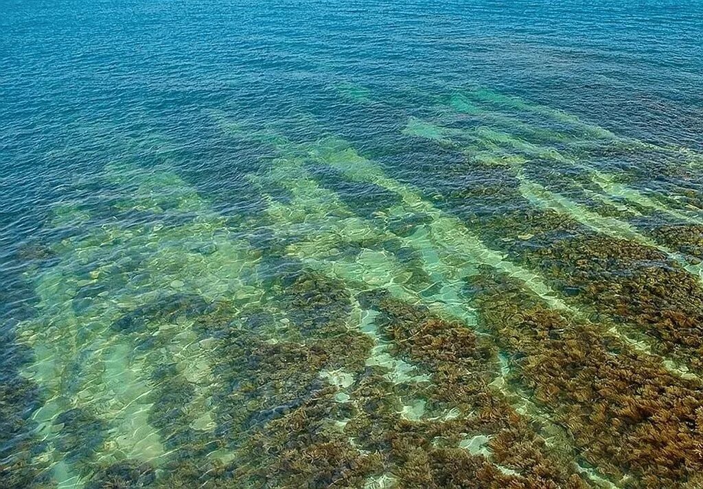 Морские водоросли черного моря. Лауренсия водоросль чёрное море. Ламинария Черноморская. Бурые водоросли черного моря.