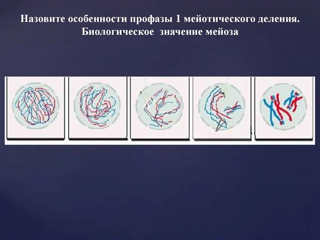 В профазе мейоза 1 происходят процессы. Особенности профазы мейоза 1. Особенности профазы 1 мейоза 1. Профаза 1 мейотического деления. Профаза 1 рисунок.
