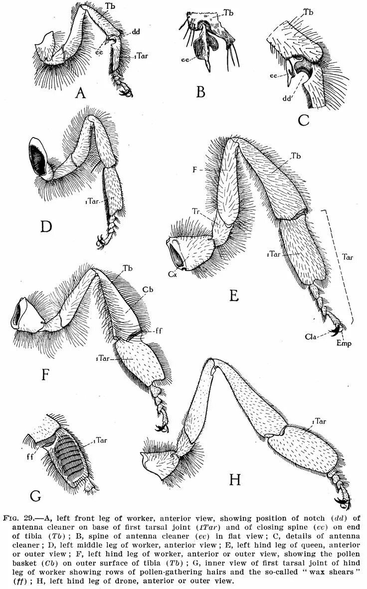 Строение конечности пчелы. Собирательная конечность пчелы. Конечность пчелы под микроскопом. Строение ноги пчелы. Конечности пчелы и кузнечика ласты дельфина