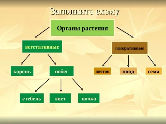 Генеративное расширение. Вегетативные и генеративные органы растений таблица. Вегетативные и генеративные растения. Вегетативные органы и генеративные органы растений. Вегетативные и генеративные органы цветка.