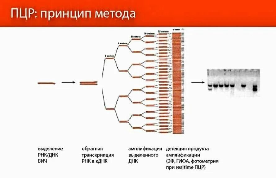 Тест днк рнк. PCR — полимеразная цепная реакция. Методы исследования ДНК полимеразная цепная реакция. ДНК диагностика метод полимеразной цепной реакции. Полимеразная цепная реакция (ПЦР) ВИЧ инфекции.