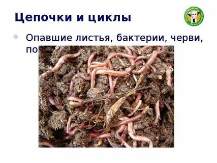Опавшая листва цепь питания