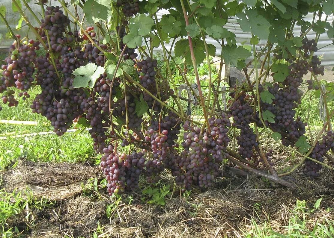 Выращивание винограда в средней. Сорт винограда Ливия. Виноград сорт плодовый подмосковный. Виноград подмосковный дачный. Виноград плодовый Ливия.