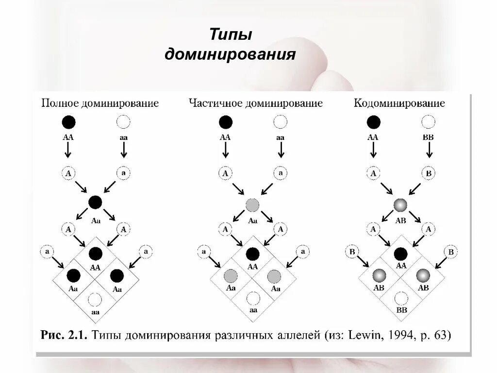 Кодоминирование Тип наследования. Кодоминирование группы крови схема. Кодоминирование схема скрещивания. Полное доминирование схема скрещивания. Доминирование групп крови