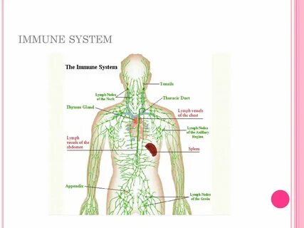 Lymph