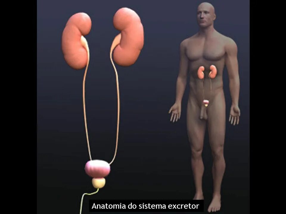 Мужчина без органа. Искусственные половые органы. Мужчина с половым органом. Машонка в человеческом теле.