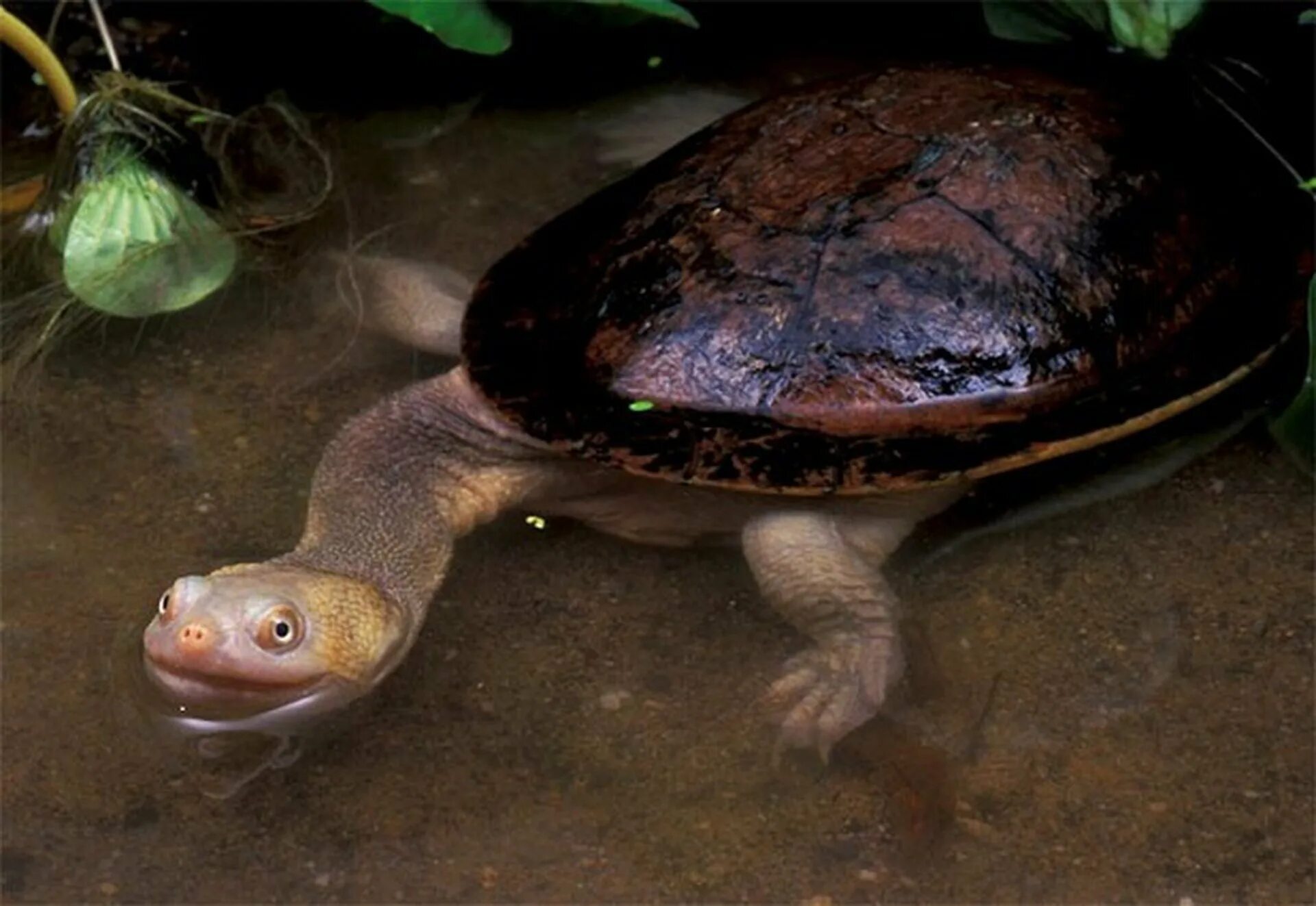 Нильская черепаха. Змеиношейная черепаха. Змееголовая черепаха. Восточная длинношеяя черепаха. Австралийская Змеиношейная черепаха.