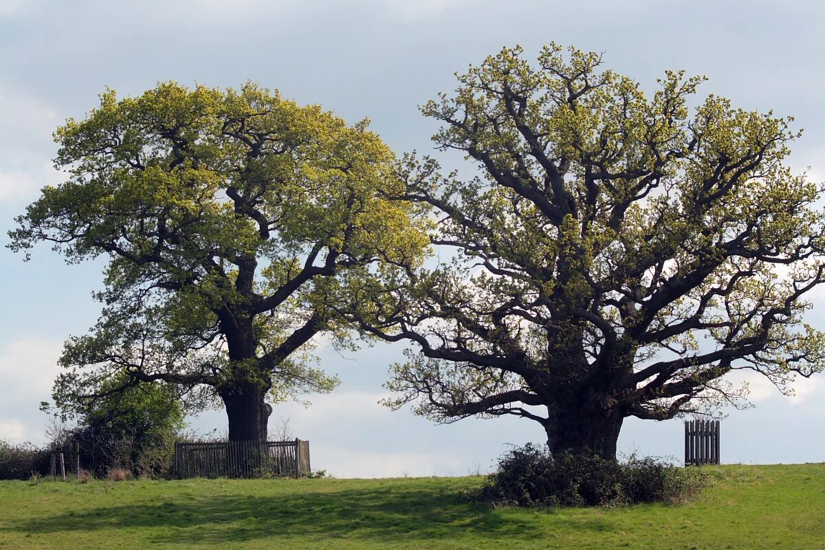 Редкое дерево растущее. Дуб черешчатый (Quercus Robur). Дуб черешчатый раскидистая крона. Дуб черешчатый древесина. Дуб черешчатый бонсай.