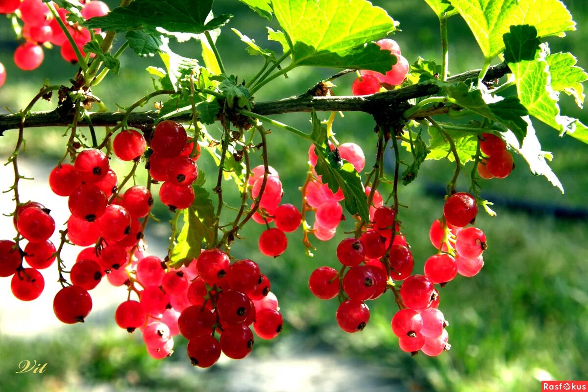 чай с малиновым вареньем ежик в тумане. там малиновый. там малиновый. там малиновый. летние картинки с пожеланиями.