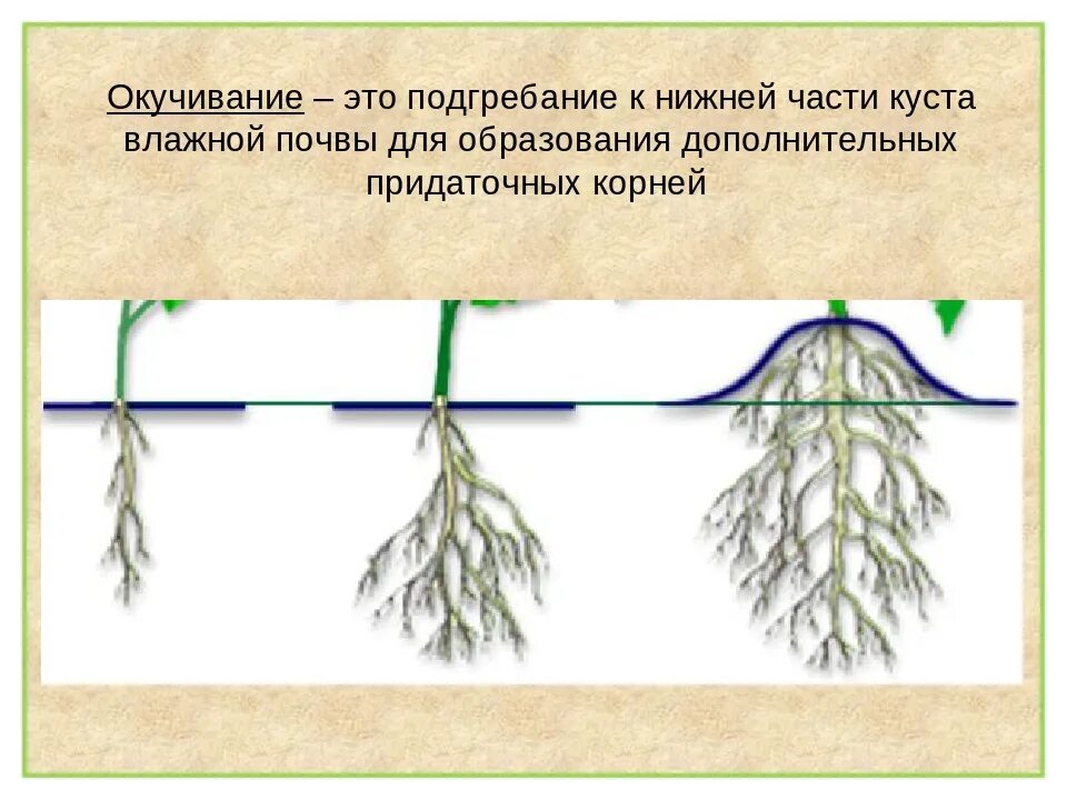 Агроприем для картофеля окучивание. Окучивание растений. Формирование корневой системы. Схема развития корня.