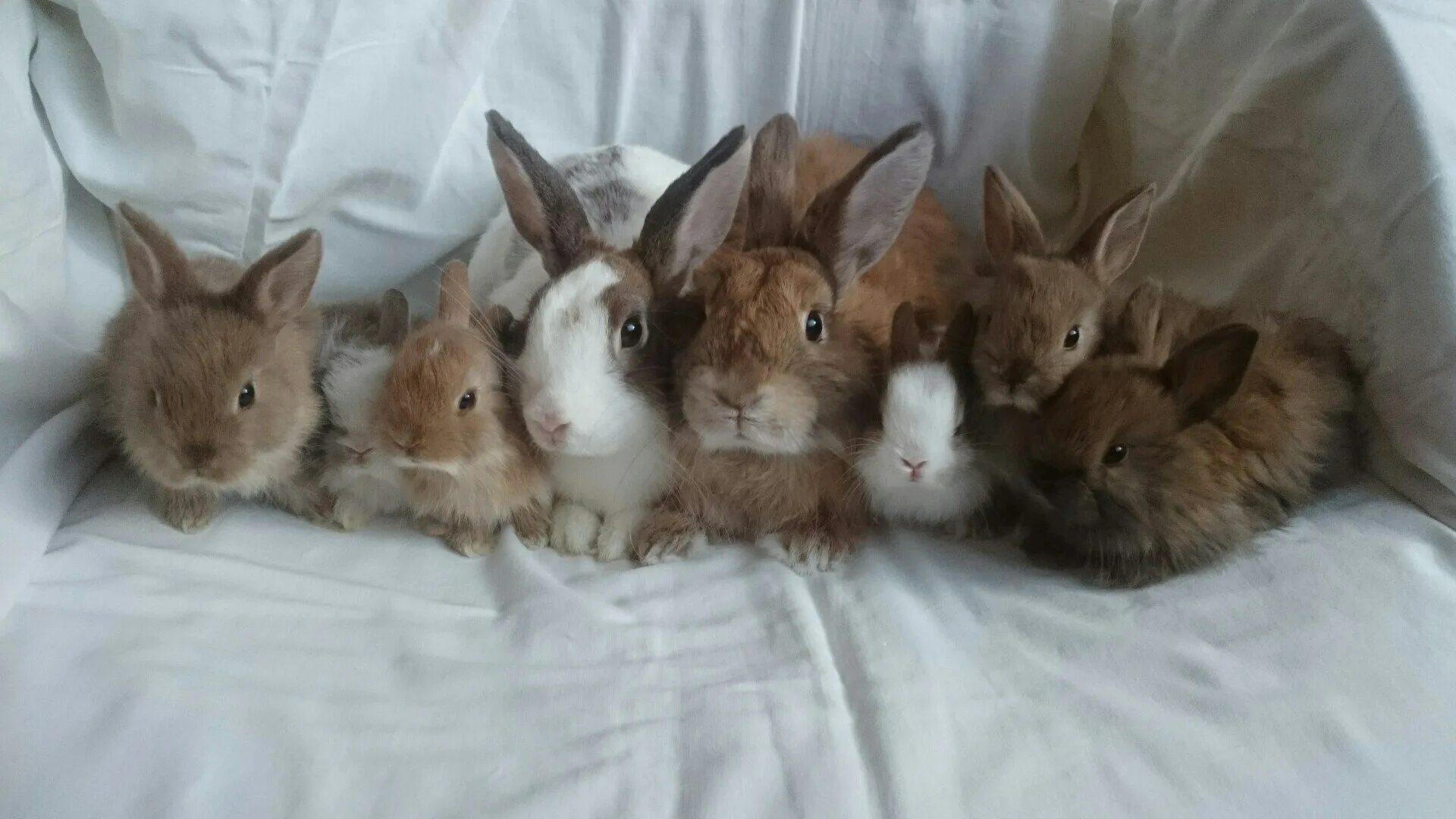 Семья кроликов. Много кроликов. Кролики семейство кроличьих. 8 Кроликов. Кролику 7 лет