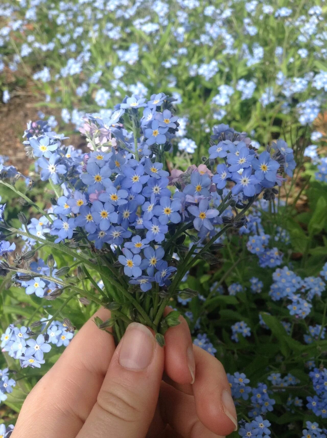 Можно ли незабудка. Незабудка Альпийская Виктори Роуз. Незабудка Альпийская синяя корзинка. Незабудка Альпийская голубая. Незабудка Альпийская (Myosotis alpestris).