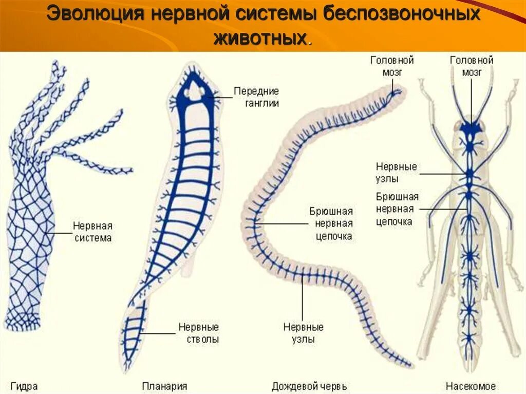 Эволюция нервной системы беспозвоночных. Виды строение нервной системы животных. Схемы строения нервной системы беспозвоночных животных. Эволюция нервной системы беспозвоночных животных кратко. Сеть нервных клеток у каких беспозвоночных